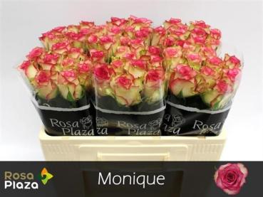 Vollsortiment - Rose (N) MONIQUE
